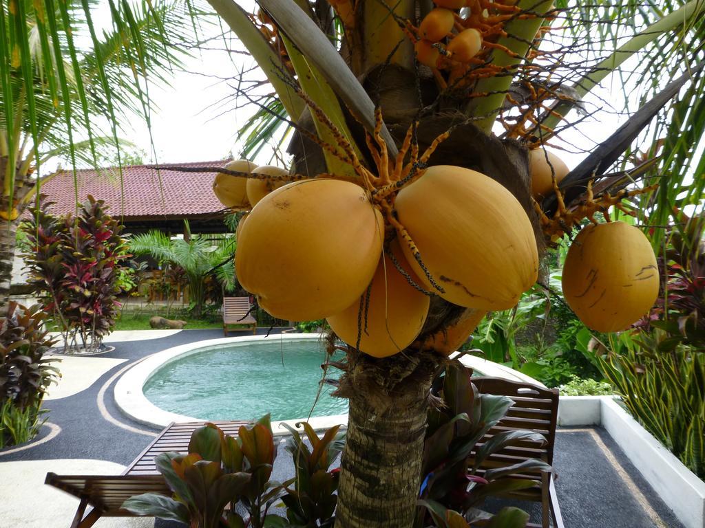 West Bali Villas-Umasari Resort 네가라 객실 사진